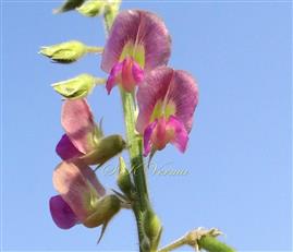  Flowers (in pairs or fascicles)